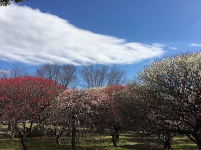 🌸 고시가야 매화 공원 (코시가야 바이린 코엔) 이미지 2